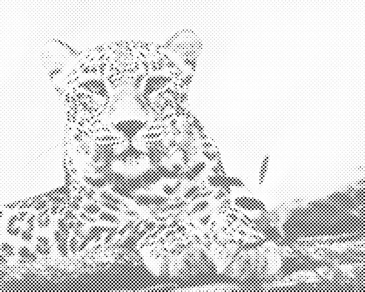 Chat sauvage - Dottingo