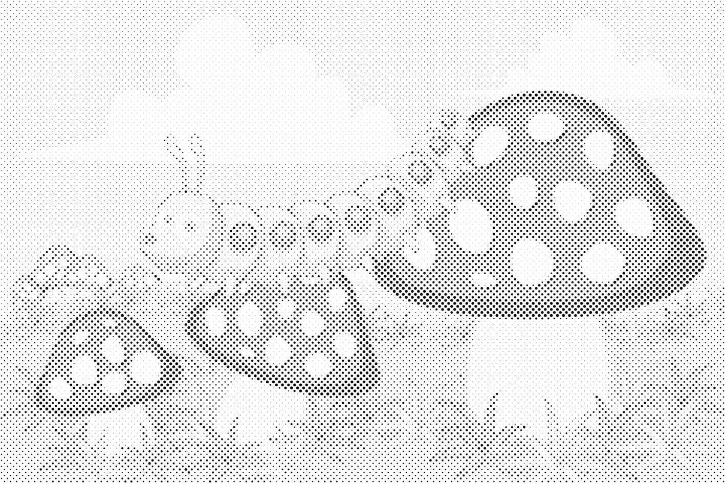 Chenille sur des champignons - Dottingo