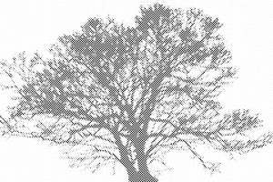 Arbre noir et blanc - Dottingo