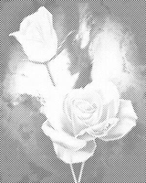 Roses blanches - Dottingo
