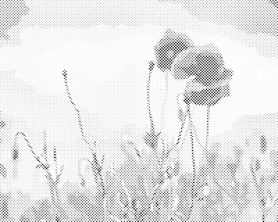 Coquelicot 2 - Dottingo