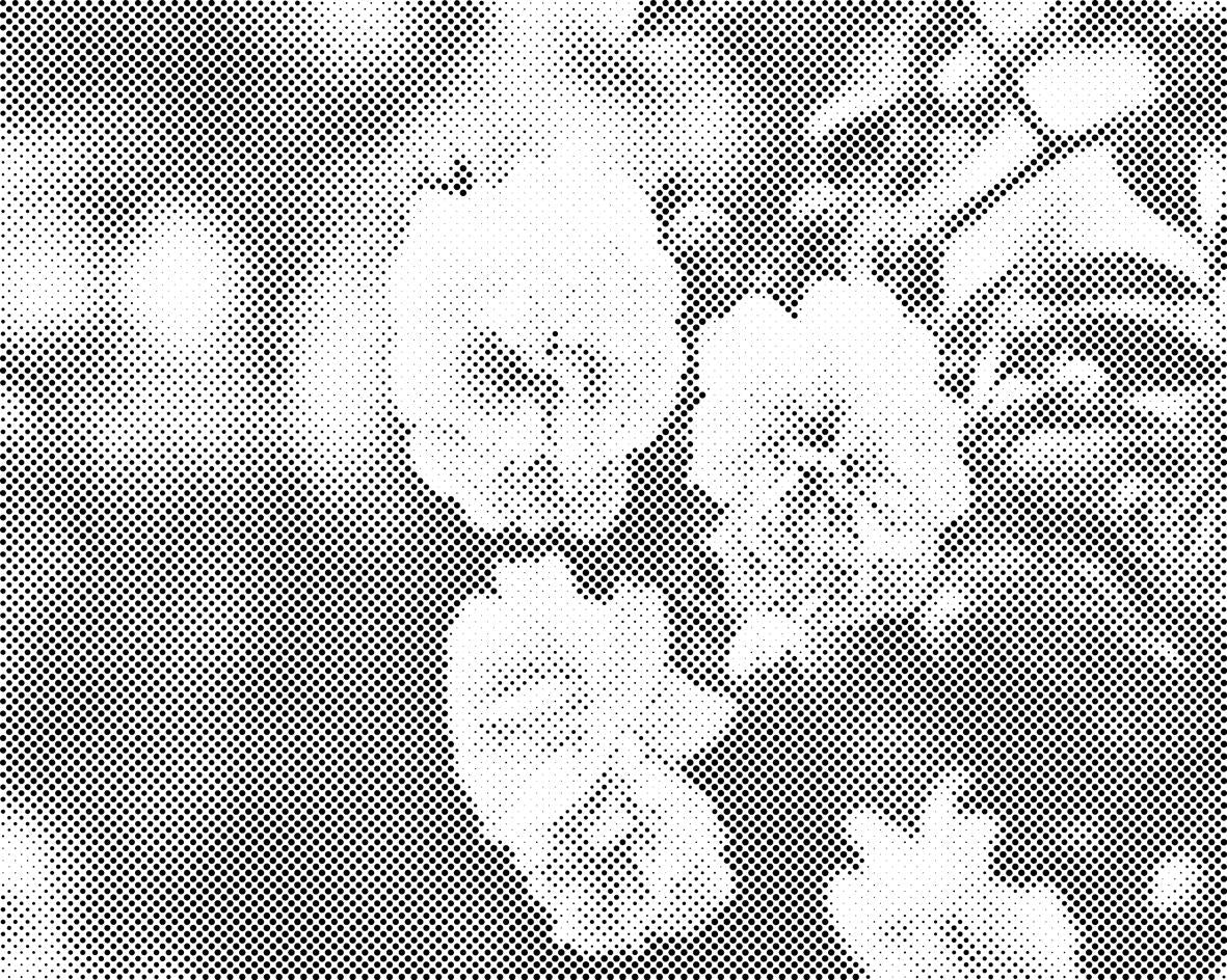 Roses blanches fleuries - Dottingo