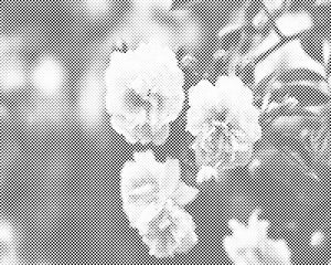 Roses blanches fleuries - Dottingo