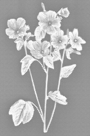 Fleurs vintage - Dottingo