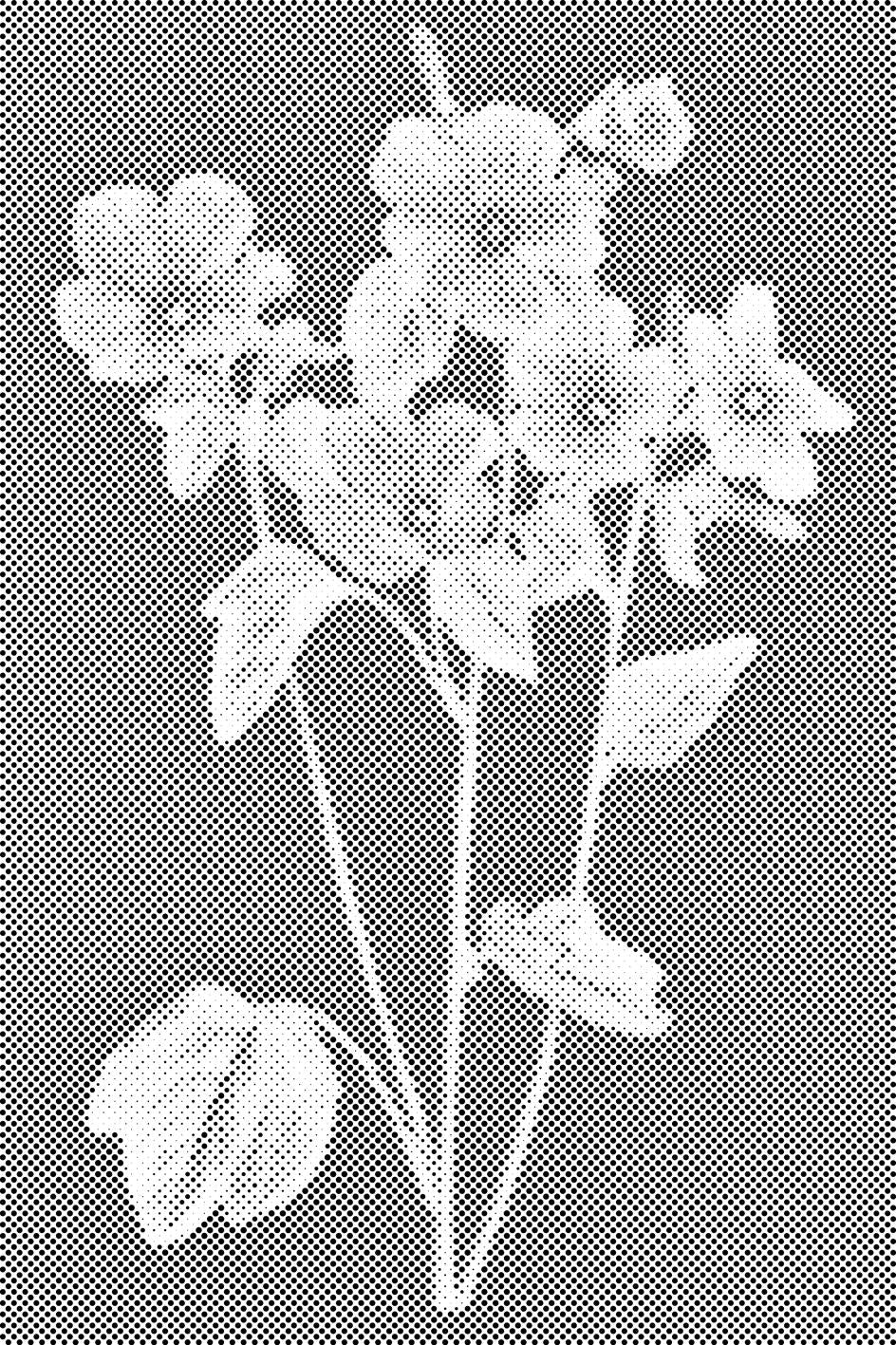 Fleurs vintage - Dottingo