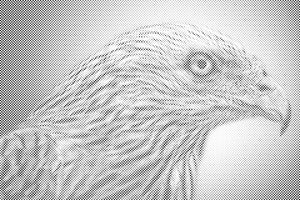 Aigle - Dottingo