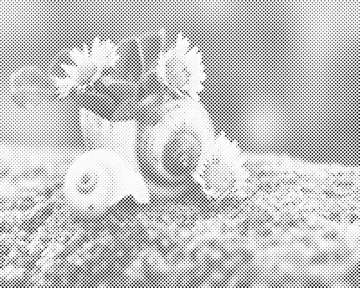 Marguerites dans la conque - Dottingo