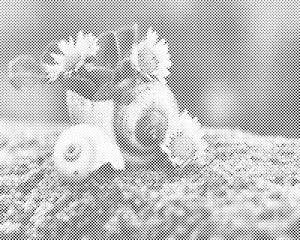 Marguerites dans la conque - Dottingo