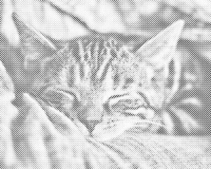 Chaton endormi - Dottingo
