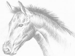 Cheval - Dottingo