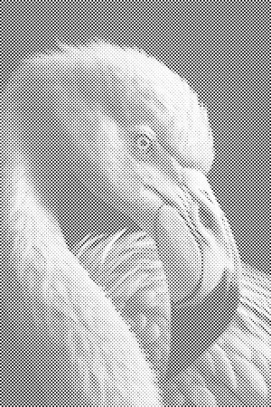 Peinture au diamant - portrait de flamant rose - Dottingo