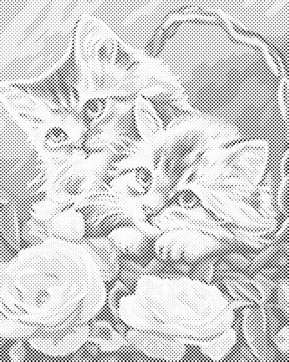 Chatons dans le panier - Dottingo