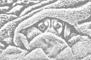 Yeux de chien sous une couverture 2 - Dottingo