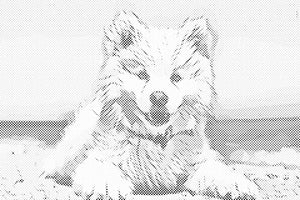Chien gai - Dottingo