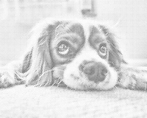 Chien mignon - Dottingo