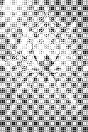 Araignée dans sa toile - Dottingo