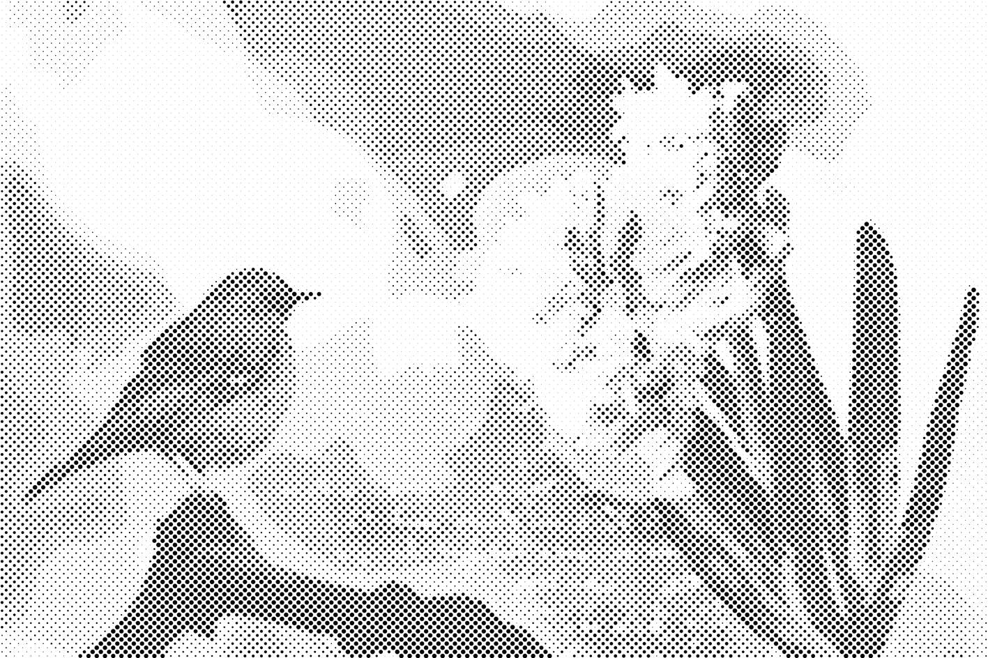 Jacinthe et oiseau - Dottingo