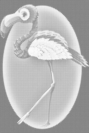 Flamant rose - Dottingo