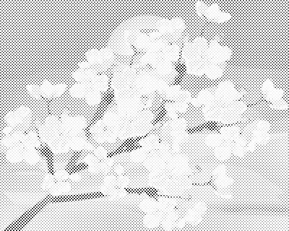 Fleurs de cerisier - Dottingo