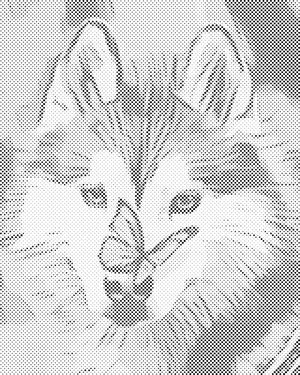 Papillon et husky - Dottingo