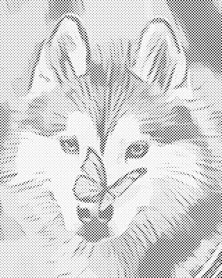 Papillon et husky - Dottingo