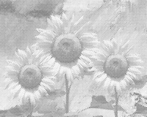 Tournesol dans le studio - Dottingo