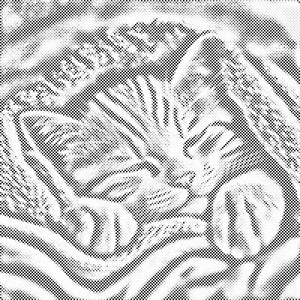 Chaton abrité - Dottingo