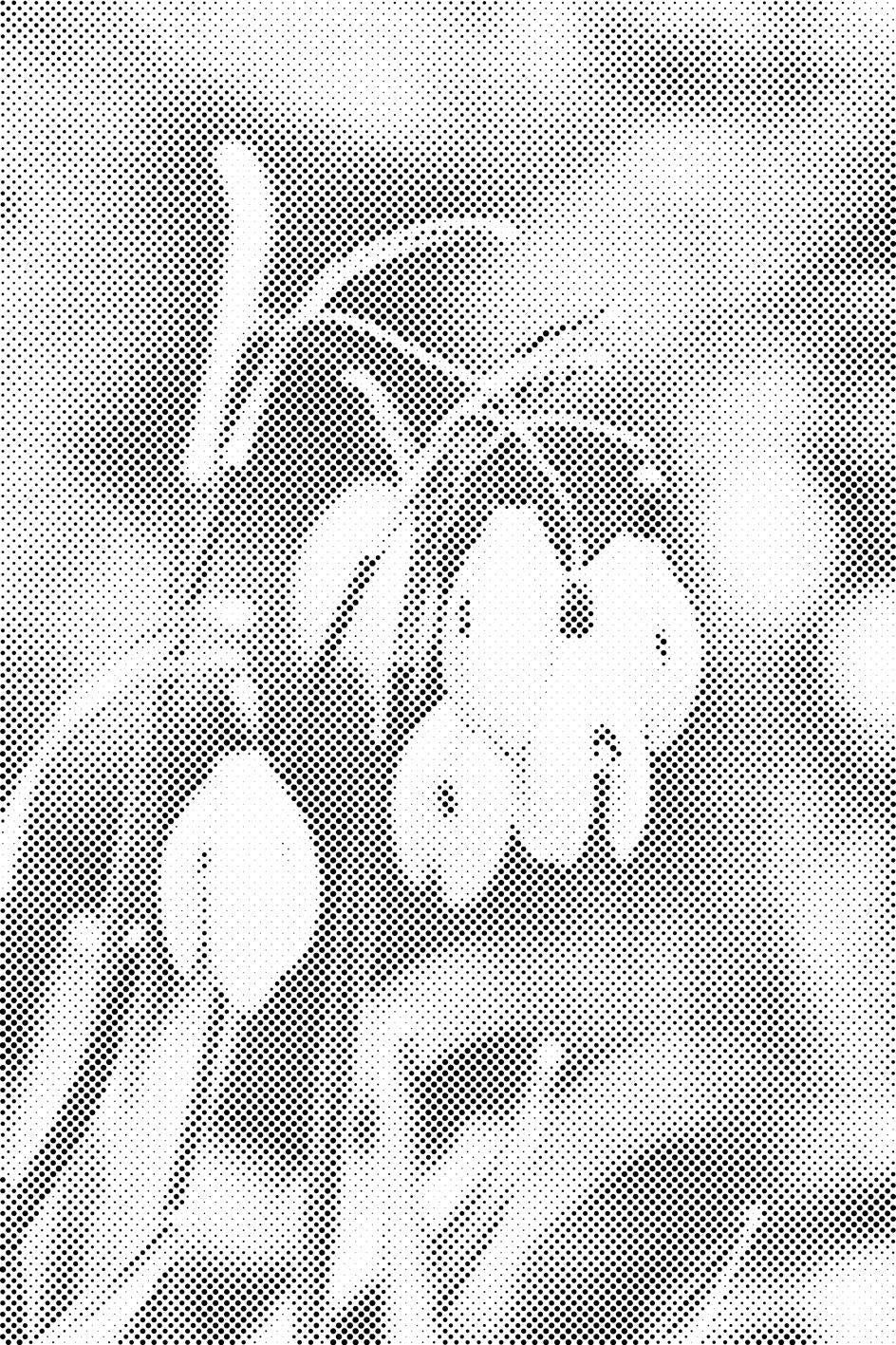 Muguets - Dottingo