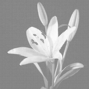 Lys - Dottingo