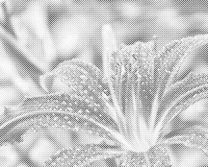 Gouttes d'eau sur une fleur de lys - Dottingo