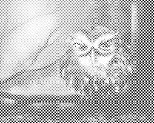 Hibou sage - Dottingo