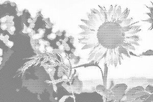 Tournesols dans le pré - Dottingo