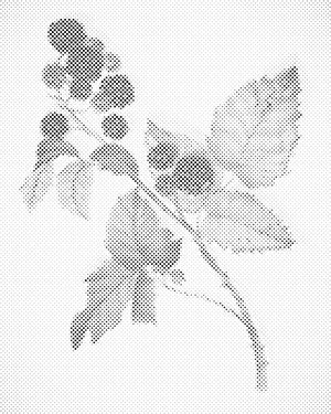 Mûre vintage - Dottingo