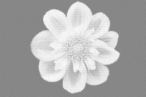 Tête de fleur - Dottingo