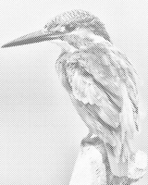 Martin-pêcheur - Dottingo