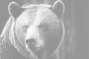 Ours grizzly - Dottingo