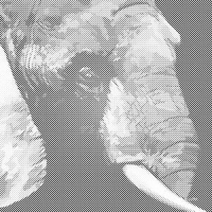 Tête d’éléphant - Dottingo