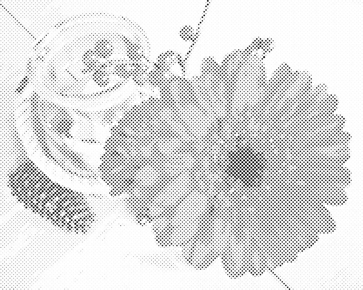 Gerbera et bougie - Dottingo