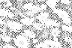 Marguerites dans le pré - Dottingo