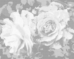 Rose, fleurs de beauté - Dottingo