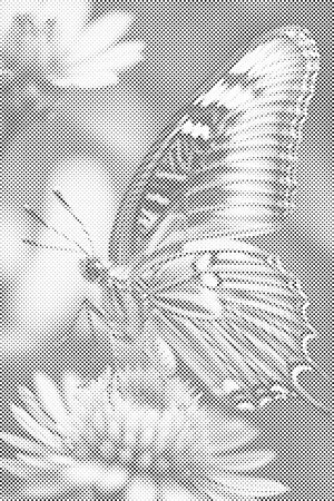 Papillon sur une fleur - Dottingo