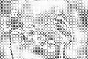 Papillon et martin-pêcheur - Dottingo