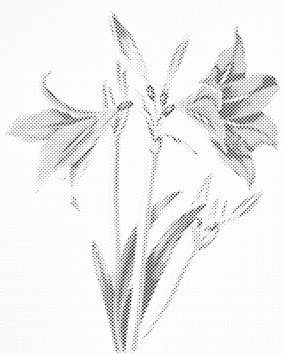 Lys vintage - Dottingo