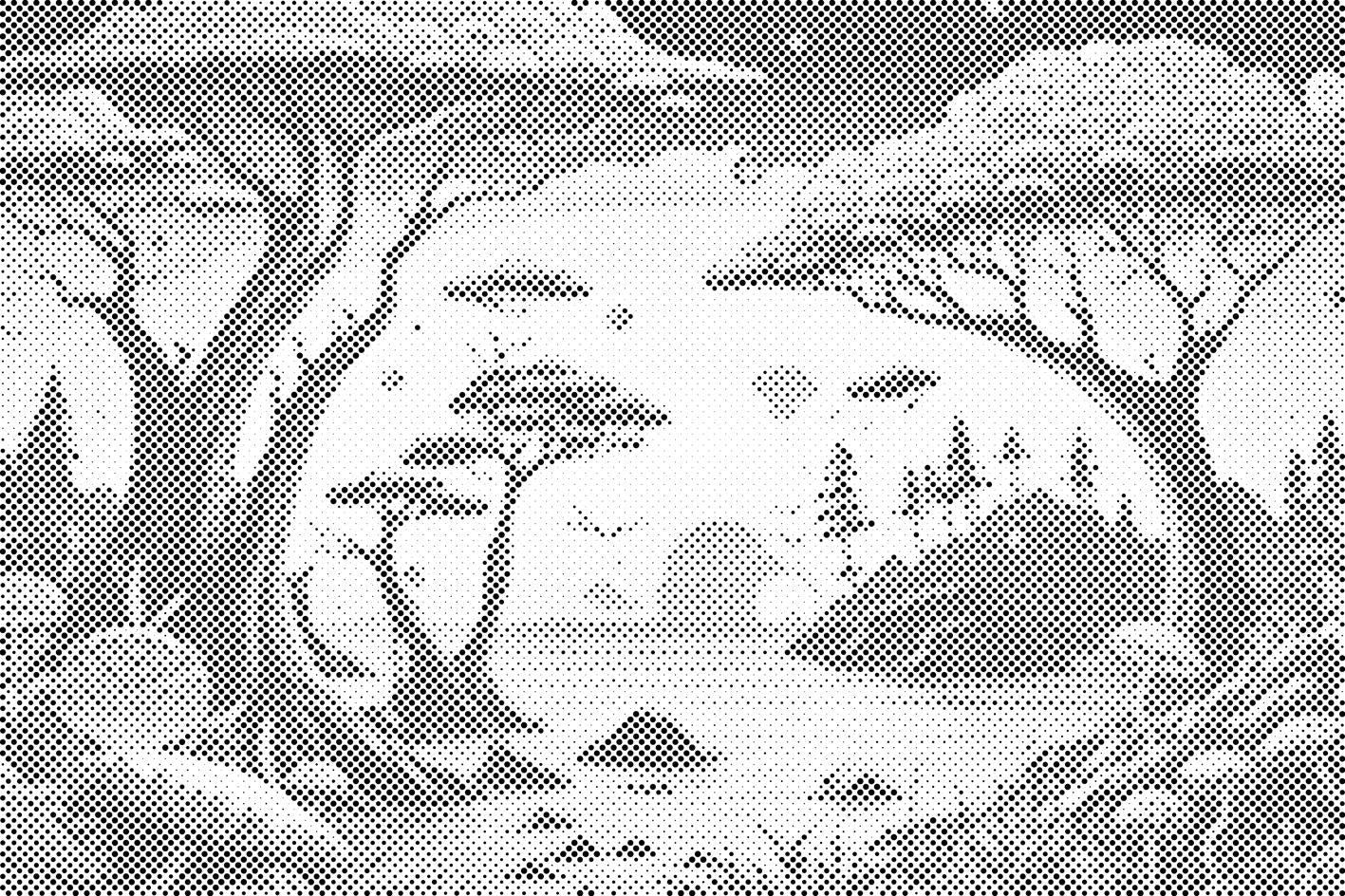 Forêt pleine de champignons - Dottingo