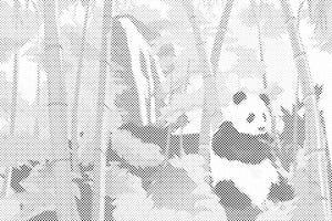 Panda dans la forêt tropicale - Dottingo