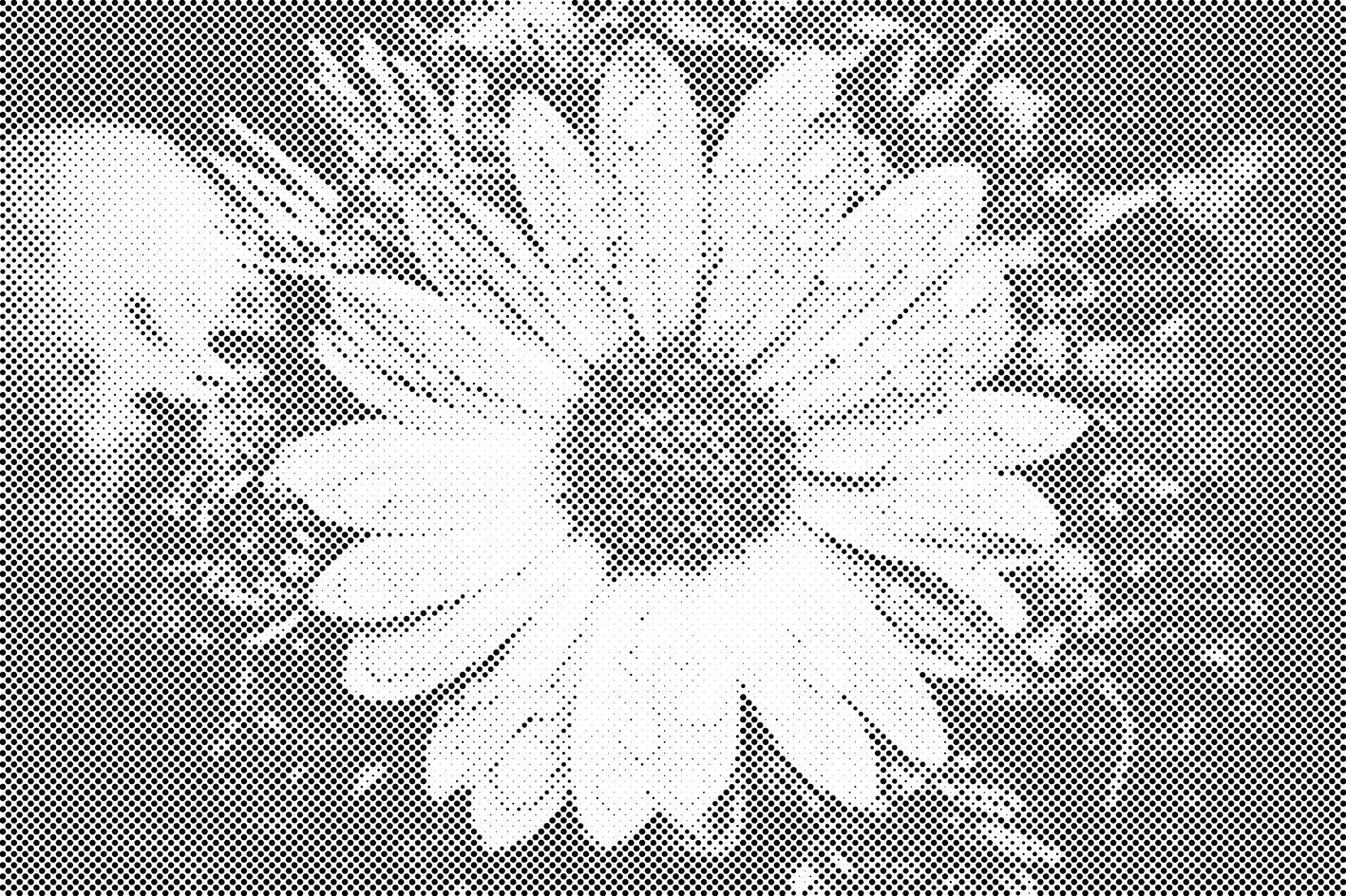 Gouttes sur une fleur - Dottingo