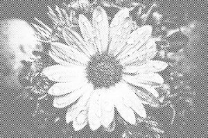 Gouttes sur une fleur - Dottingo