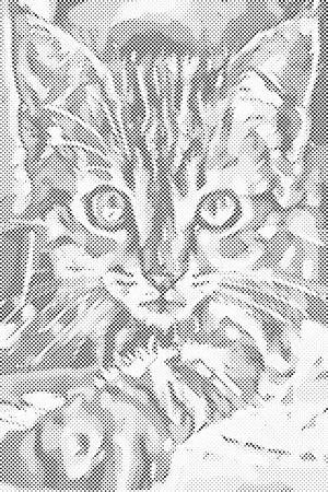 Chaton curieux - Dottingo