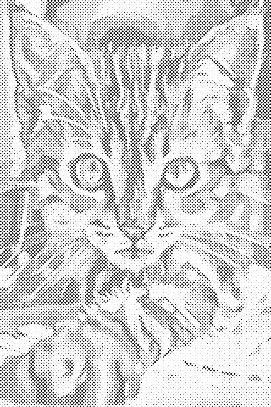 Chaton curieux - Dottingo