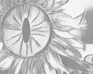 Œil de tournesol - Dottingo